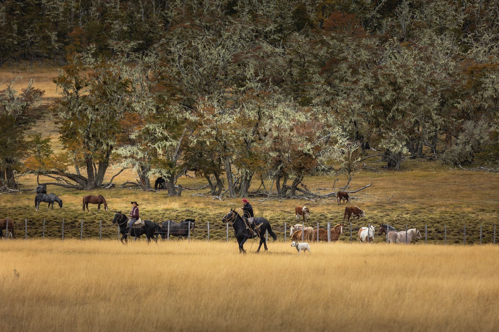 Arreando caballos y hacienda por la estepa